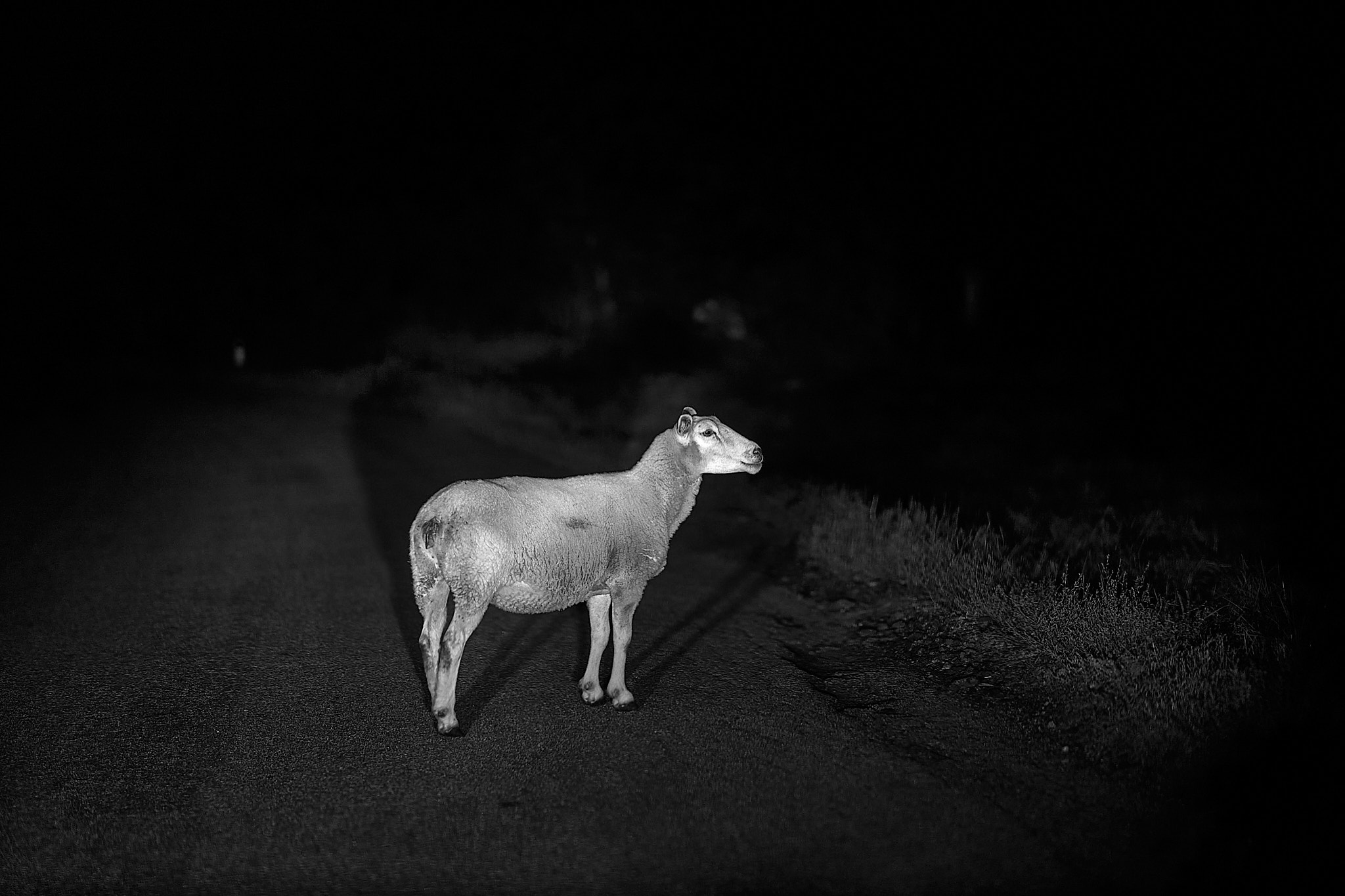 The Sheep with no Masked Lady